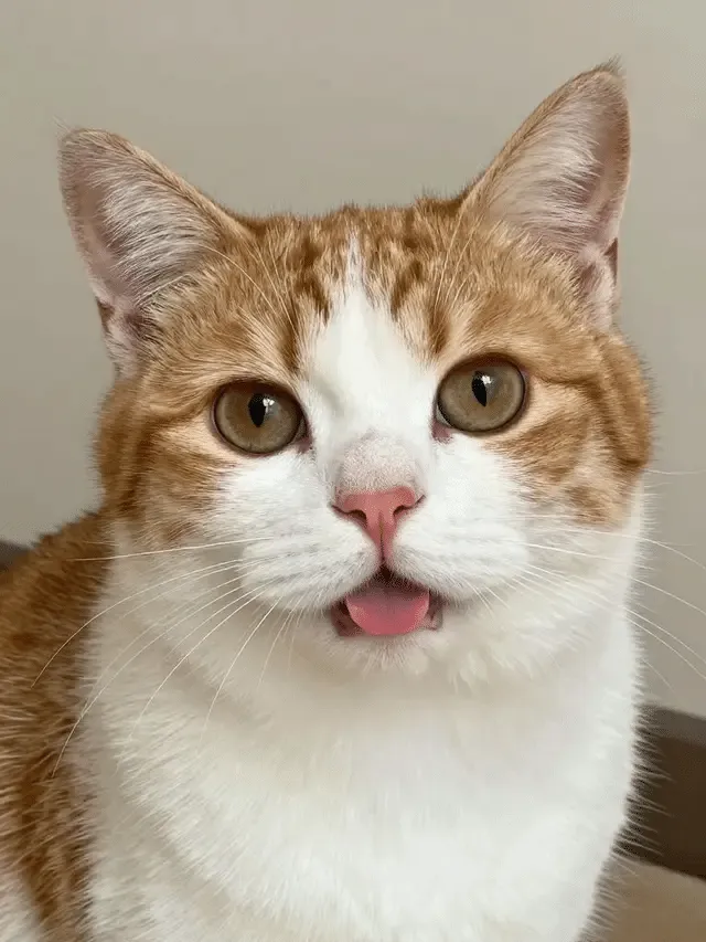 From a high-angle, cinematic viewpoint, the image presents a breathtaking panorama of a futuristic megalopolis at twilight. The scene is dominated by two colossal, wedge-shaped starships that hover with silent authority in the hazy air, their dark hulls punctuated by small, illuminated windows that underscore their immense scale. Below them, a dense urban landscape stretches into the distance, a vibrant tapestry of towering skyscrapers and complex structures glowing with a network of warm, golden lights. In the bottom right corner, the silhouettes of a man and woman stand on an unseen balcony, their forms small and dark against the city's luminous grandeur. This off-center composition and the dramatic perspective create a powerful sense of awe and contemplation, portraying a moment of human reflection within an environment of overwhelming technological and architectural achievement, rendered with the polished, atmospheric detail of a high-end concept art piece